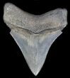 Sharp, Megalodon Tooth - South Carolina #35433-1